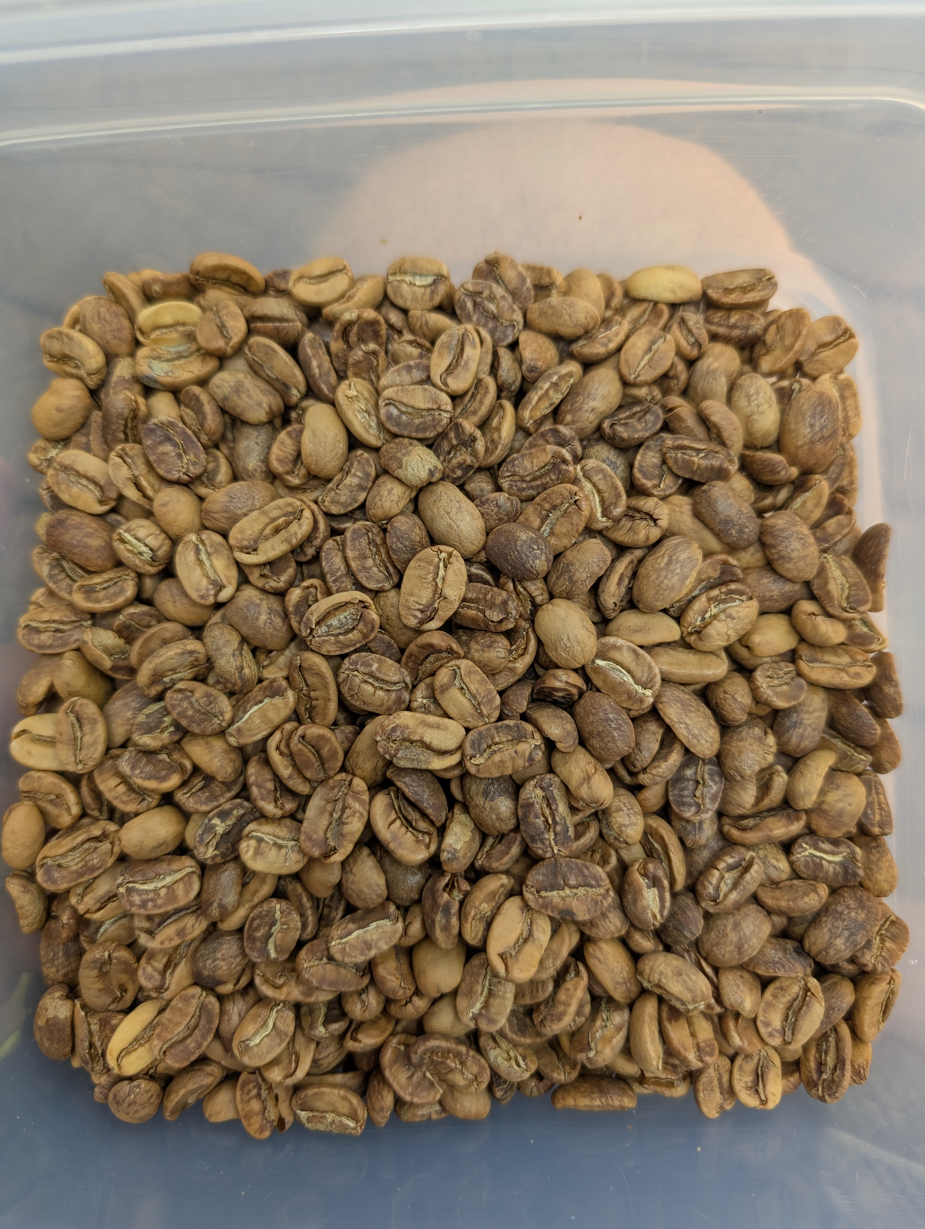 Cooled, roasted beans for 007 — Nicaragua Buenos Aires Maracaturra (Full City)
