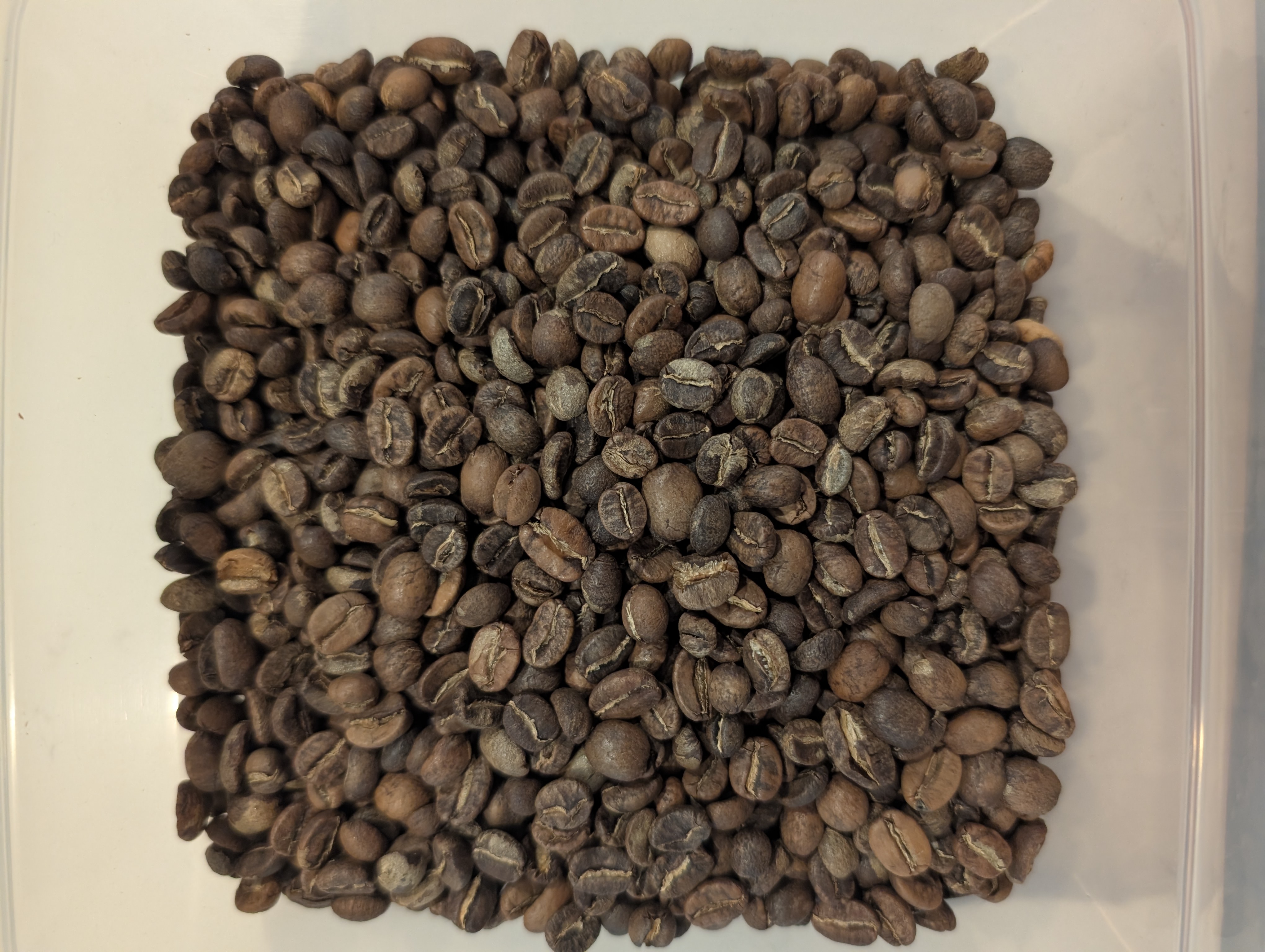 Cooled, roasted beans for 009 — Guatemala Huehuetenango Rolando Sanchez (Full City+)