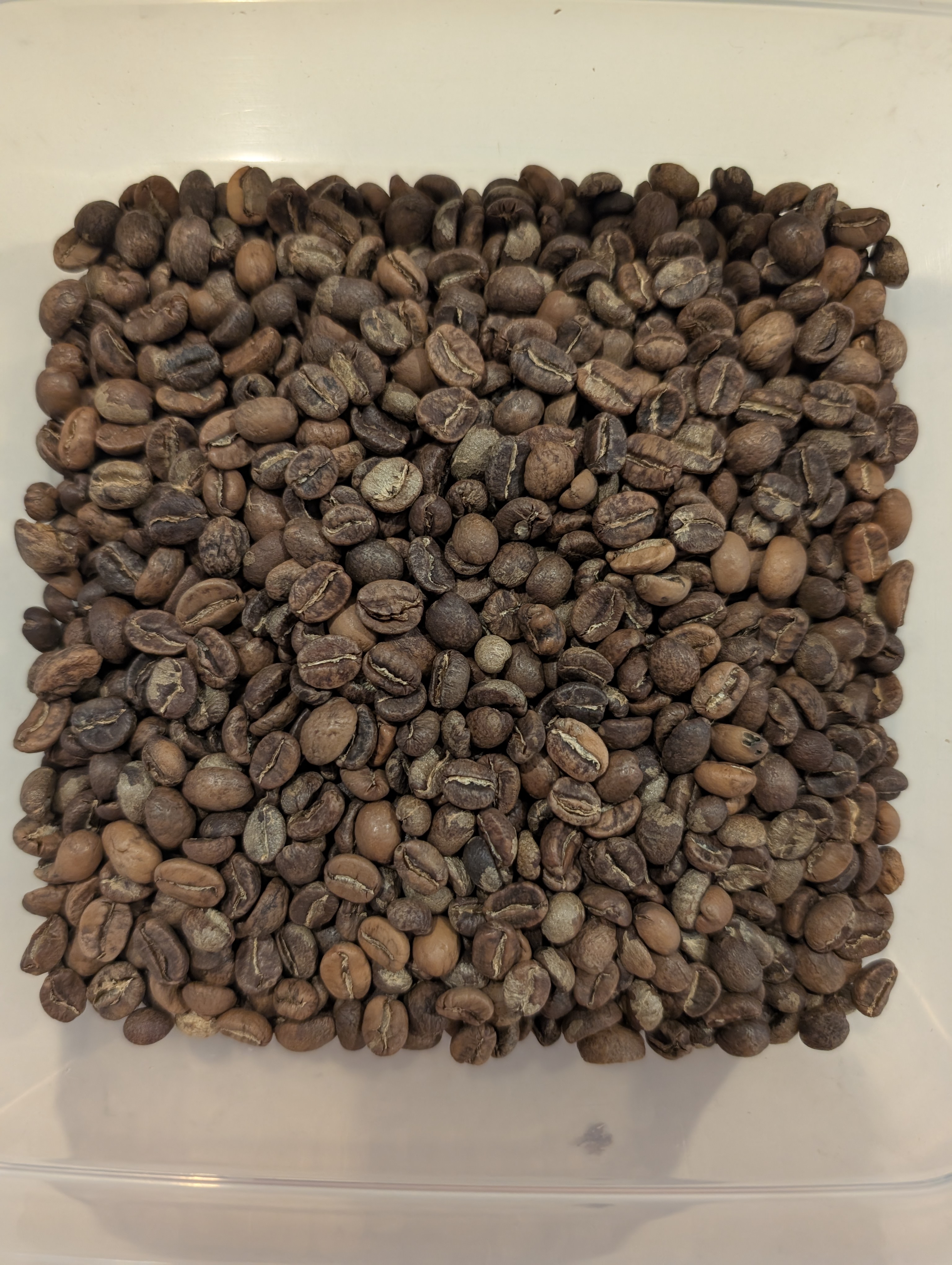 Cooled, roasted beans for 008 — Guatemala Huehuetenango Rolando Sanchez (Full City+)